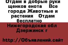 Отдам в добрые руки щенков енота. - Все города Животные и растения » Отдам бесплатно   . Нижегородская обл.,Дзержинск г.